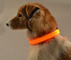 LED Pet Collar - Just Pay Shipping